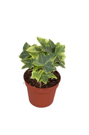 Hedera Helix Geelbont