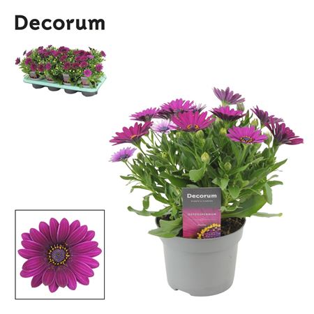 Osteospermum Deep Purple (decorum)