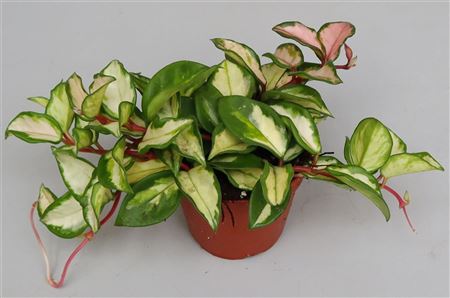 Hoya Carnosa Tricolor