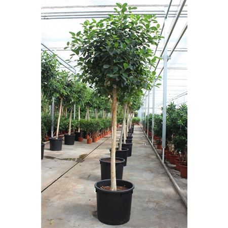 Ficus Australis On Stem