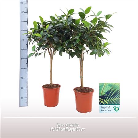 Ficus Australis On Stem