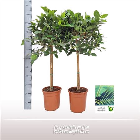 Ficus Australis On Stem