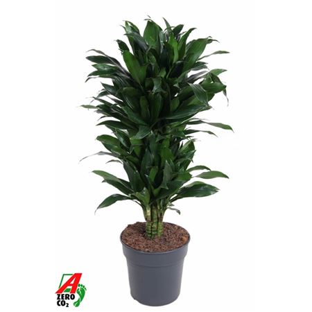 Drac Green Jewel Branched