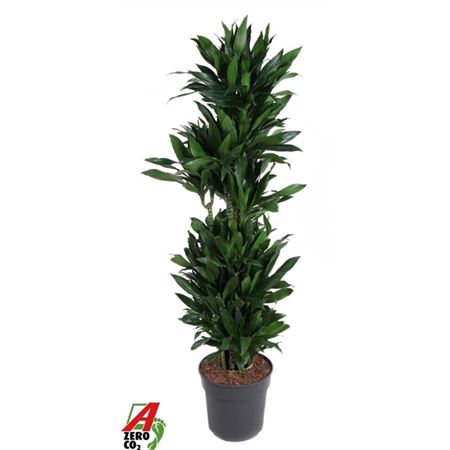 Drac Green Jewel Branched