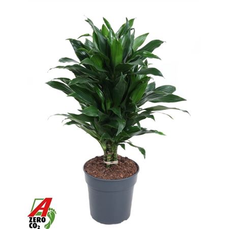 Drac Green Jewel Branched