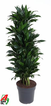 Drac Green Jewel Branched
