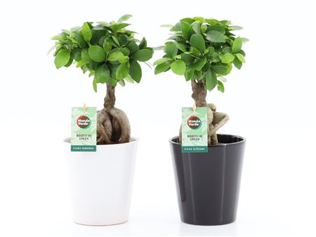 Ficus Ginseng Ceramic
