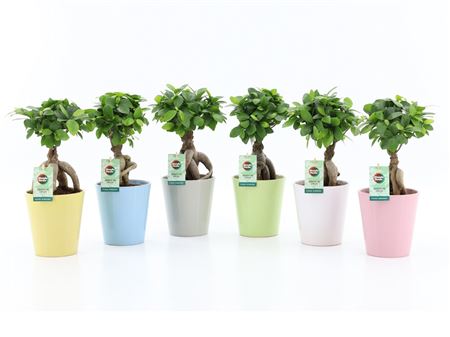 Ficus Ginseng Ceramic