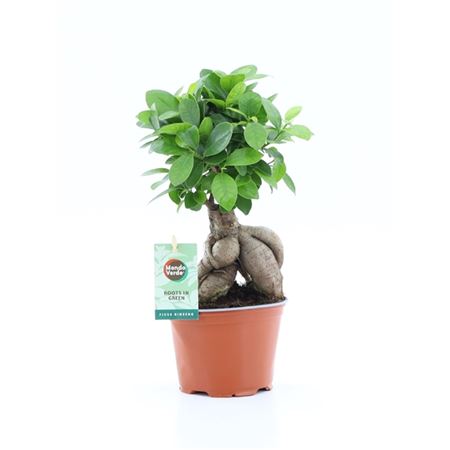 Ficus Ginseng