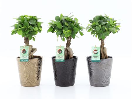 Ficus Ginseng In Infinity Cweramic