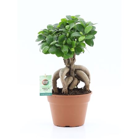 Ficus Ginseng