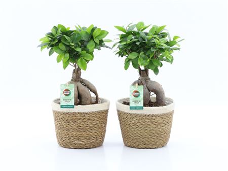 Ficus Ginseng In Noah Korb