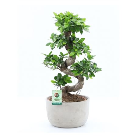 Ficus Ginseng S-type In Smooth Concrete
