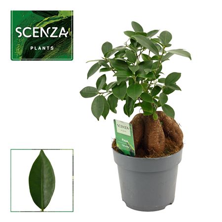 Ficus Ginseng
