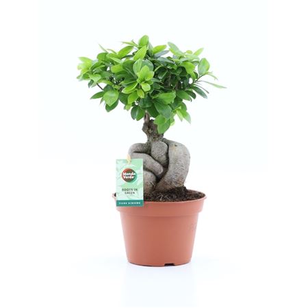 Ficus Ginseng