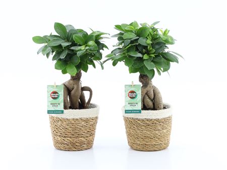Ficus Ginseng In Noah Korb