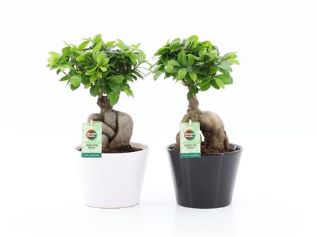 Ficus Ginseng Black White Ceramic