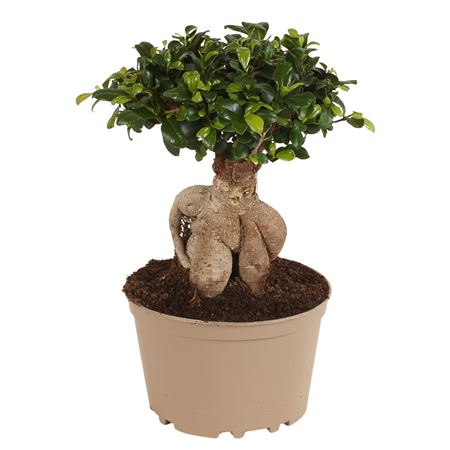 Ficus Ginseng