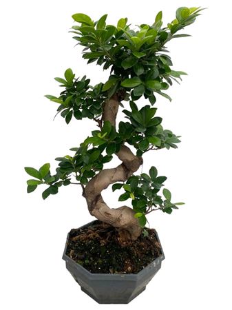 Ficus Ginseng S-type