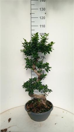 Ficus Ginseng S-type