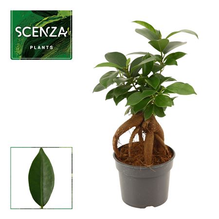 Ficus Ginseng
