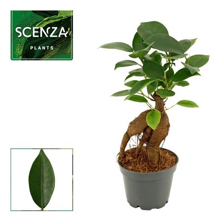 Ficus Ginseng