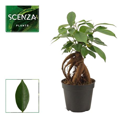 Ficus Ginseng