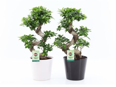 Ficus Ginseng S-type In Black-white