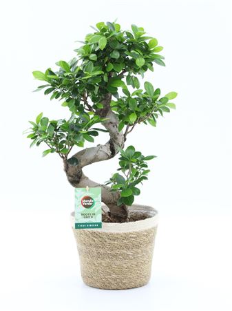 Ficus Ginseng S-type In Noah Korb