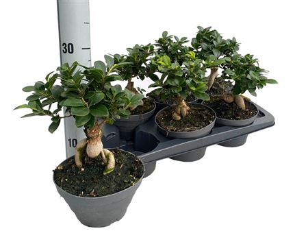 Ficus Ginseng