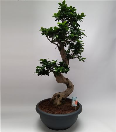 Ficus Ginseng S-shape Bonsai
