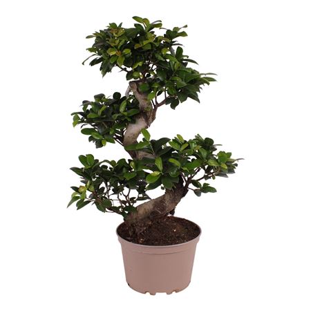 Ficus Ginseng In Plastic Pot S-shape