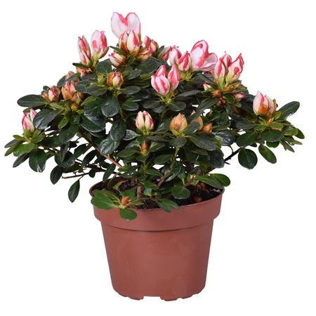 Azalea Sachsenstern