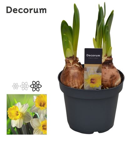 Аттракцион Нарцисса (декорум)