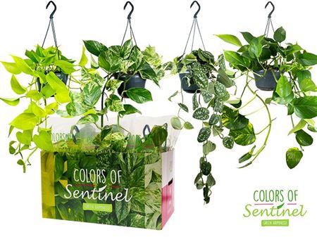 Epipremnum Pinnatum Mix Hang