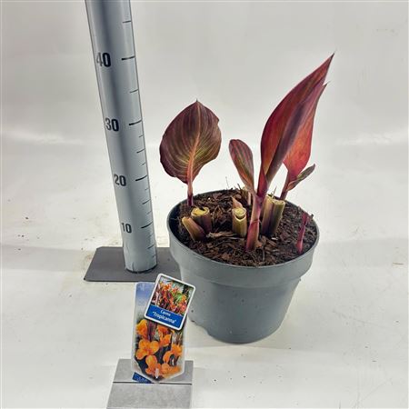 Canna Tropiccana
