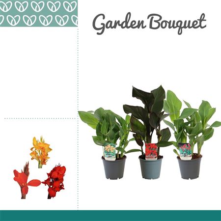 Canna Mix Without Flower