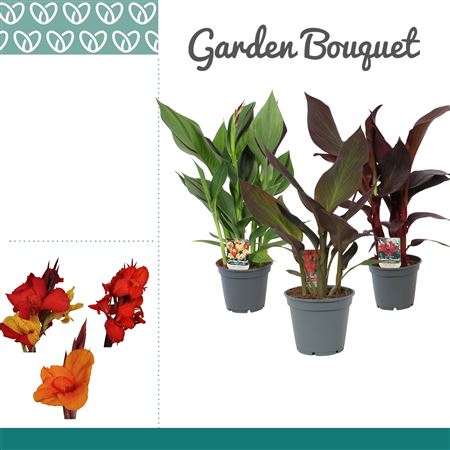 Canna Mix Without Flower