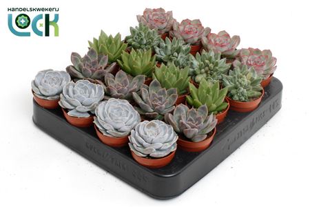 Echeveria Mix