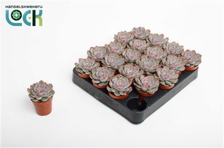 Echeveria Pelisuda
