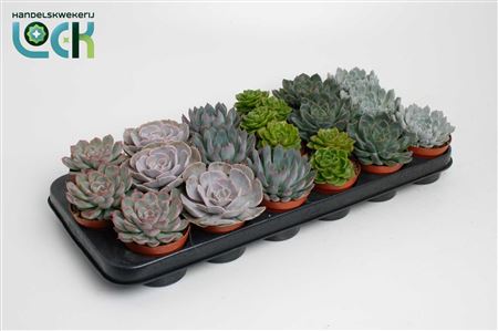 Echeveria Special Mix