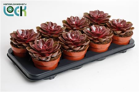 Echeveria Magic Red