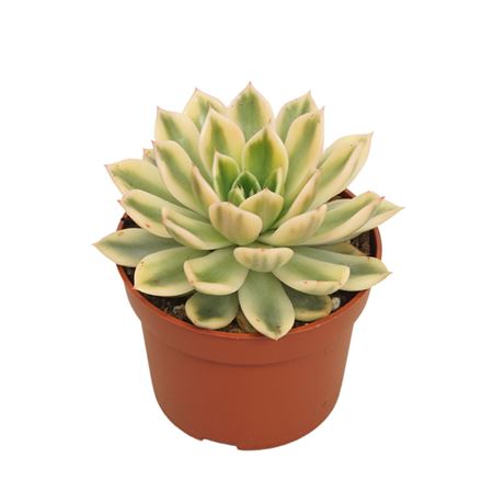 Echeveria Mira Variegata