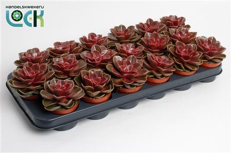 Echeveria Magic Red