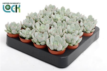 Echeveria Secunda