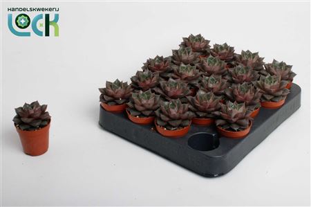 Echeveria Purpusorum