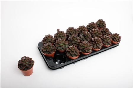 Echeveria Black Prince