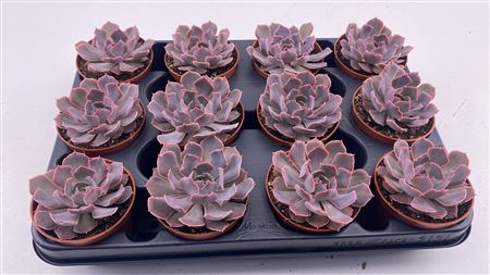 Echeveria Schaviana