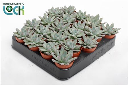 Echeveria Pelisuda