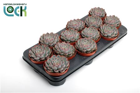 Echeveria Deremensis
